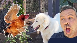 Dog vs Chickens