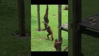Young Orangutans Playing.