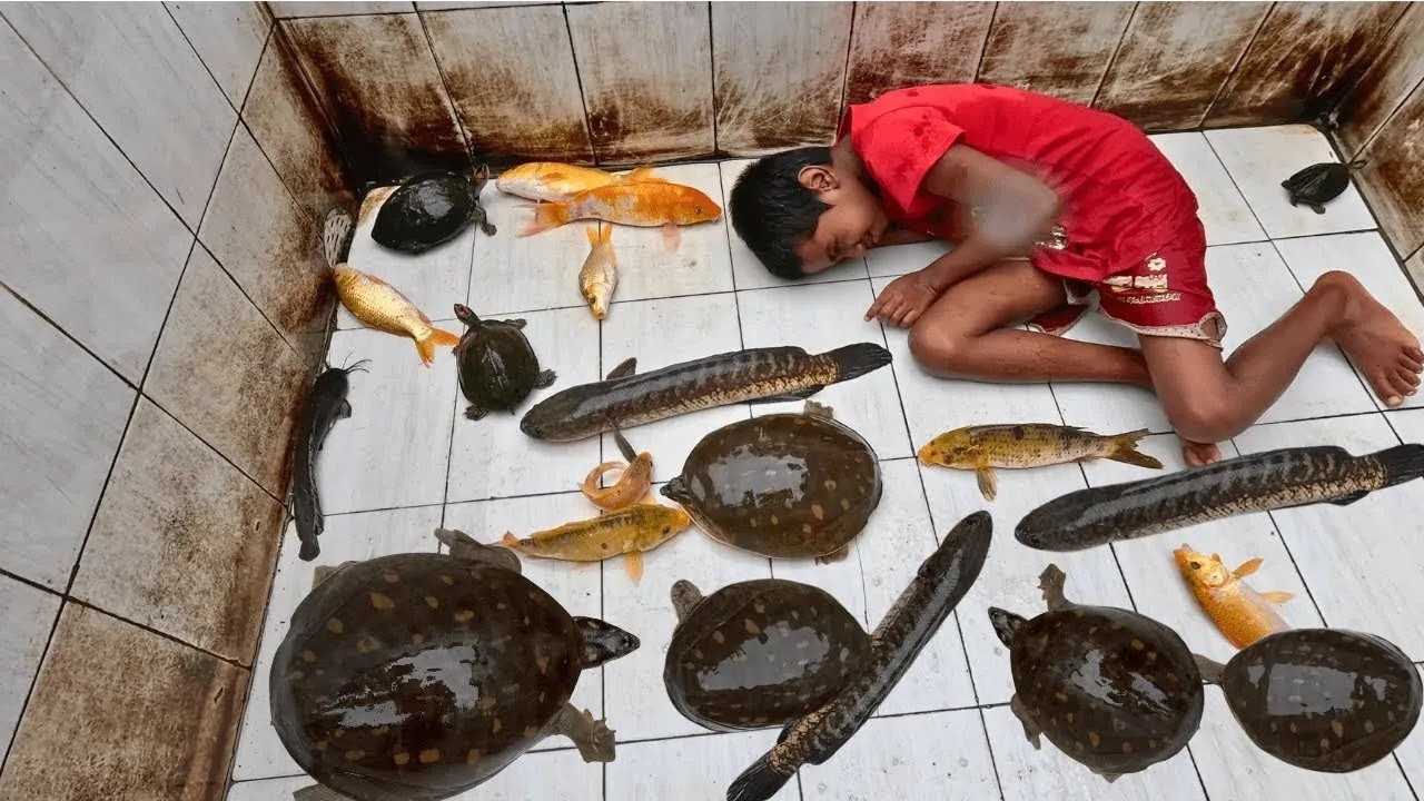 🐠 🐡 🦈 🐟🐢 Best Aquarium Catch & Clean - Most Popular Fish Tank Cleaning Video