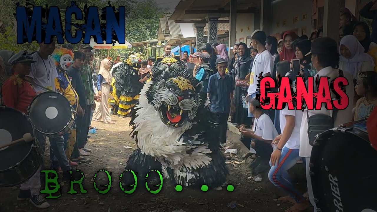 MACAN GANAS BROOO...//DB.ALMUKHLISIN