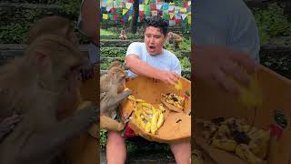 Wild Monkey Families Enjoy Banana Feeding Box