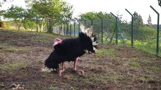 Common Ostrich