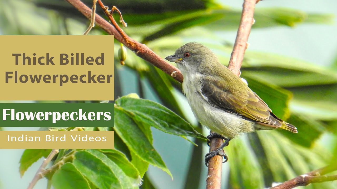 Thick billed flowerpecker - Dicaeum agile