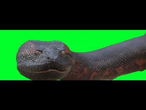 Anaconda Green screen HD | KIDS IDEA ANGATHAN |