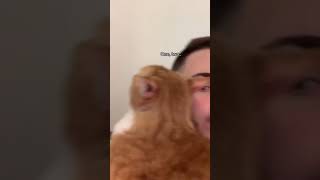Counting Cat | Maseplace