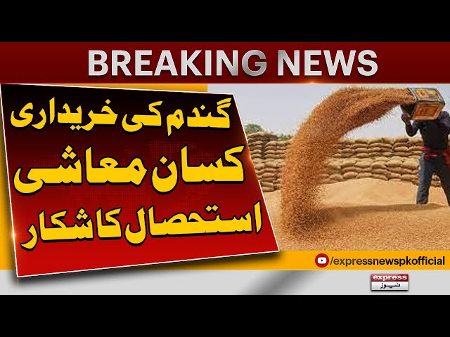Gandum Ki Kharidari | Wheat Procurement |Wheat Price 2024 |Breaking News|Latest  News|Pakistan News class=