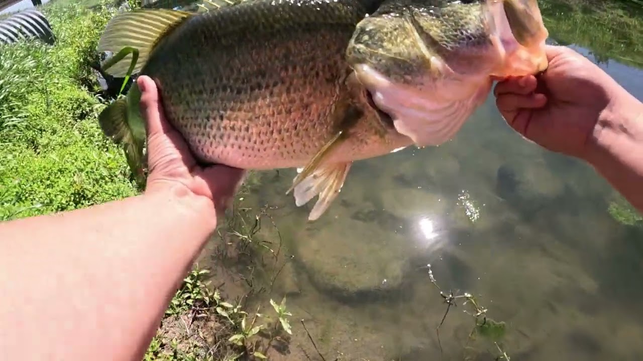 MONSTER BASS IN TINY CREEK #bassfishing #fishing #largemouthbassin #largemouthnation