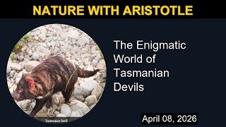 The Enigmatic World of Tasmanian Devils | Nature with Aristotle