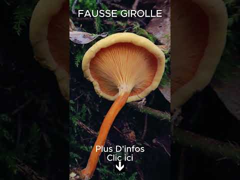 Vidéo : Regarde ici