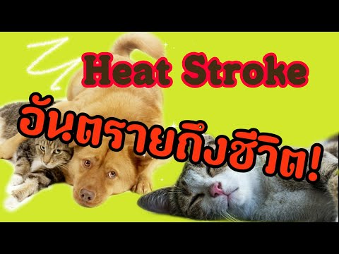 วีดีโอ: สาเหตุของแมว Heatstroke - อาการ Heatstroke ในแมว