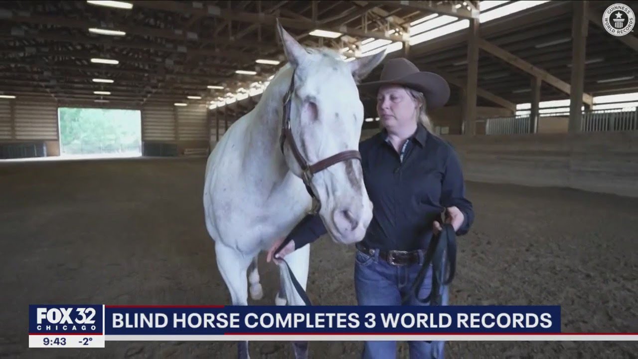 'Endo' the blind horse holds 3 Guinness World Records YouTube