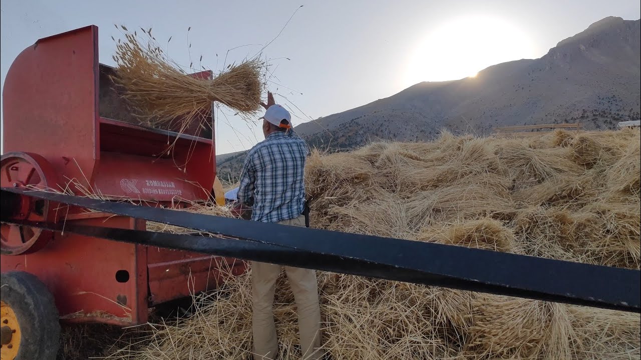 Anadolu'da Harman Patoz (Patos) #kahramanmaraş #elbistan #adıyaman #hatay