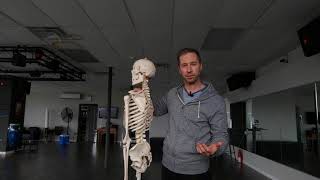 Thoracic Flexion vs Thoracic Spine Flexion