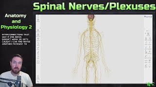 Spinal Nerves and Plexuses Overview - Anatomy and Physiology 2