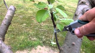Apple tree graft update June 2013
A catch up with the 2013 grafting. When is the best time to remove graft ties? it depends. Probably best to use rubber or parafilm which stretches and perishes, but if you are using polythene tape, keep an eye on it and remove at the right time. Probably about now. Apple tree graft update June 2013