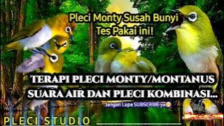 Terapi MONTANUS / MONTY SOLUSI Burung BAHAN Segera BUNYI!