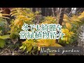 寒さに強いオススメの常緑植物🌿冬枯れのお庭を少しでも素敵に見せたい‼️
