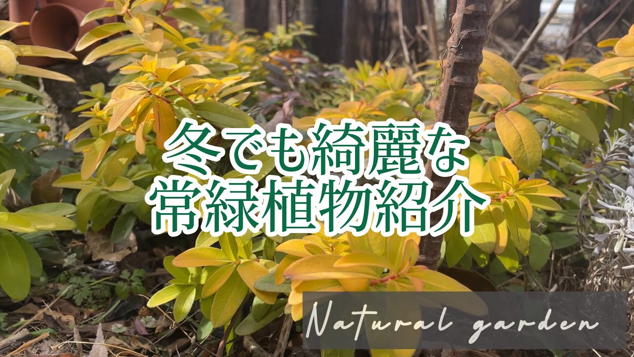 寒さに強いオススメの常緑植物🌿冬枯れのお庭を少しでも素敵に見せたい‼️