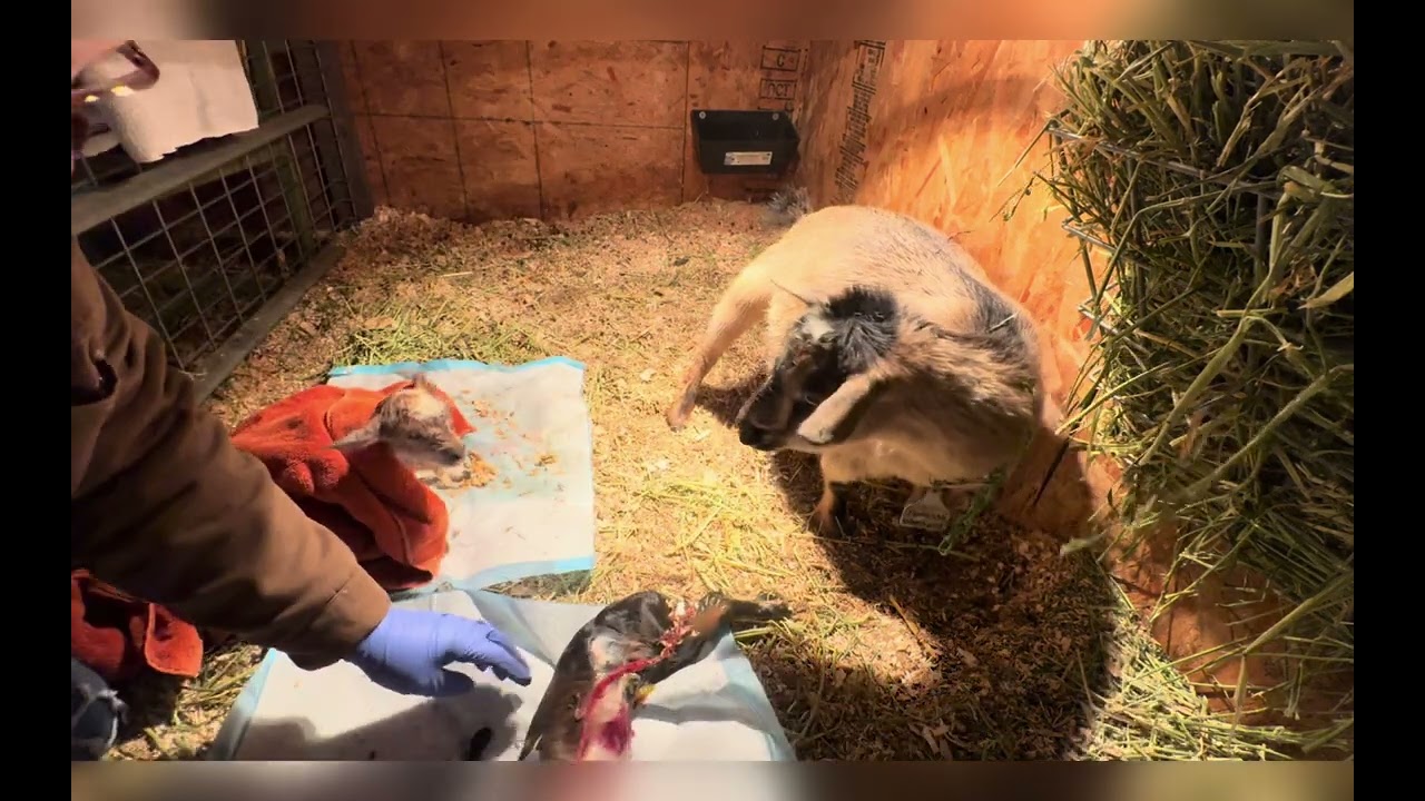 New Years Babies! | Tess’s Birth