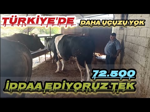 10 LİRAYA HİSSEYE 7 KİSİLİK TOSUN BAŞKA YERDE YOK #TOSUN  #tarımvehayvancılık #keşfetbeniöneçıkar