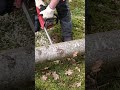 und ab 🪚 #chainsaw #motorsägenkurs #tree #wood