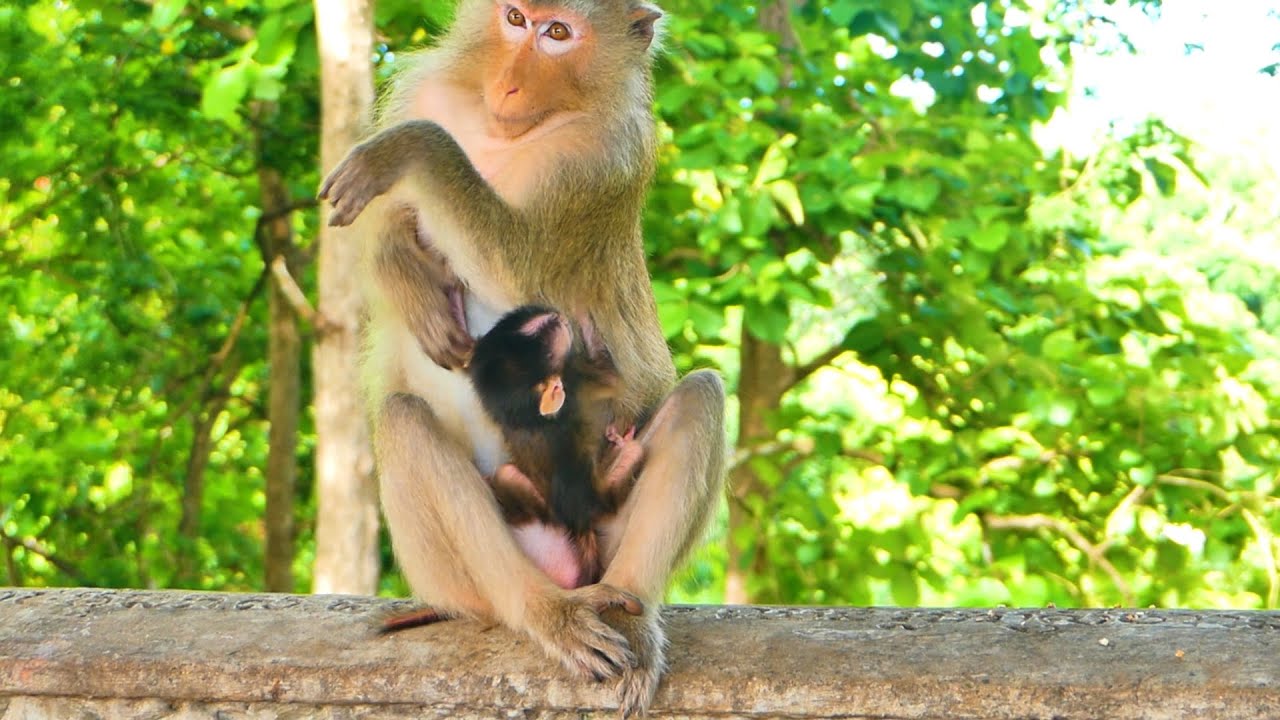 Big funny...Monkey Teva is surprised when her baby monkey Tessa touches her nipple.