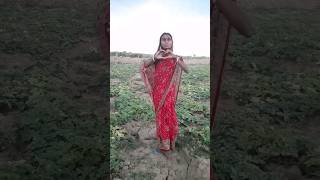 #Agriculture #Tinda ki Kheti #Farming #Ek Dil Hai #Shorts