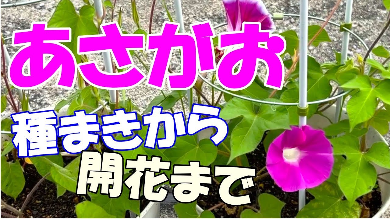朝顔の種まきから開花まで！50日間の様子。 - YouTube