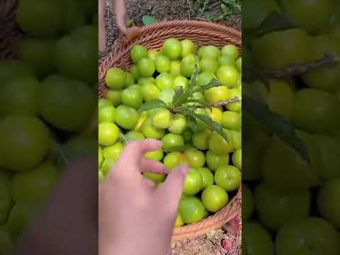 والتين والزيتون الشيخ المنشاوى رحمه الله عمالقة القراء المنشاوي