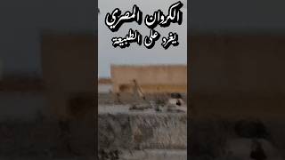 شاهد الكروان المصري وهو يغرد