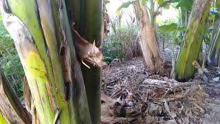 PISANG KEPOK AUSTRALIA SUPER BESAR ..!!