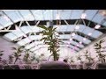 Monte Fiore Farms Grows High-Quality Greenhouse Cannabis with LumiGrow LED Grow Lights (TRAILER)