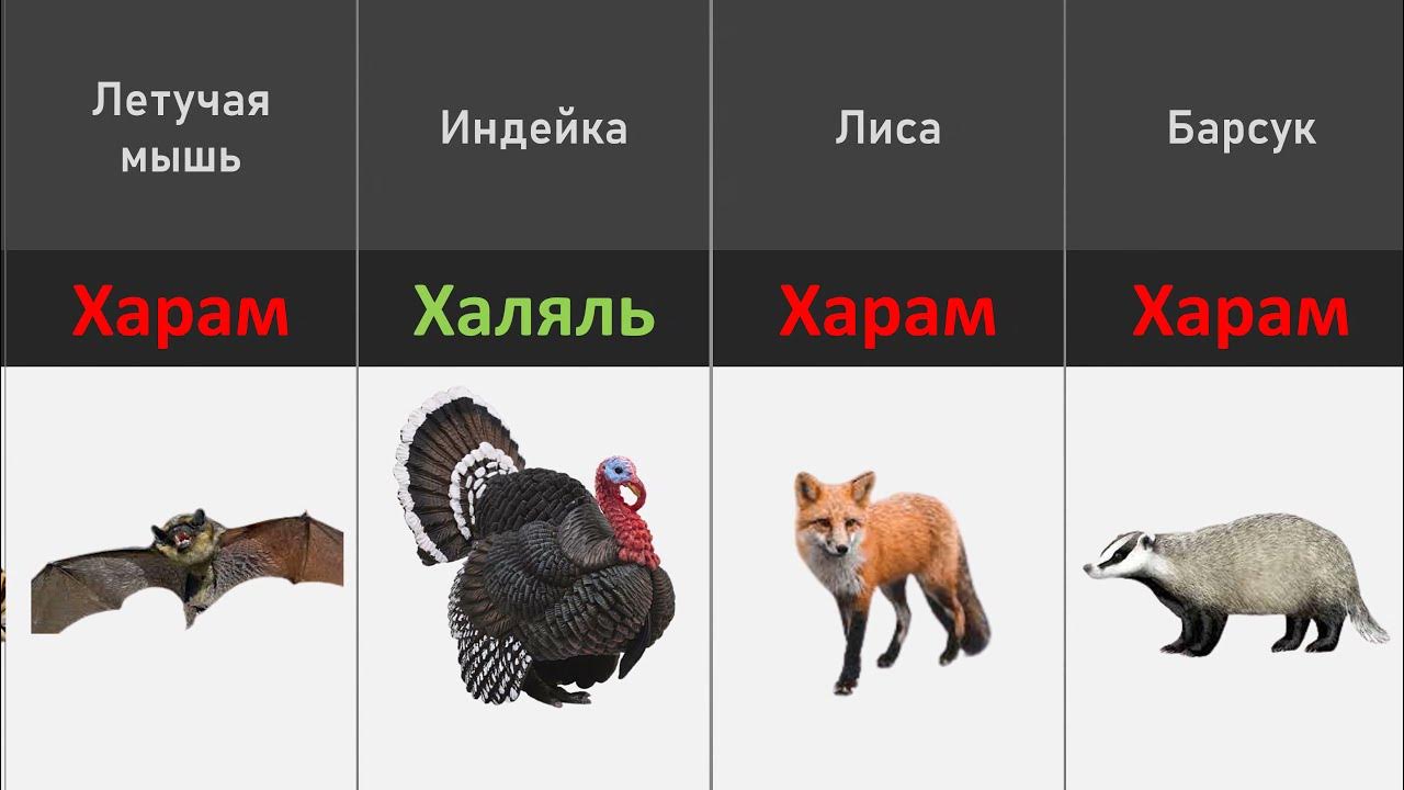 кабан халяль или харам. кабан халяль или харам. кабан халяль или харам. животные халяль и харам в исламе. животные халяль и харам.