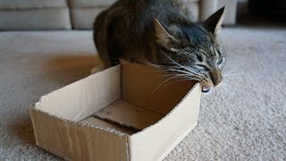 Why Does My Cat Chew On Paper & Cardboard? Here's How To Prevent It, According To Vets