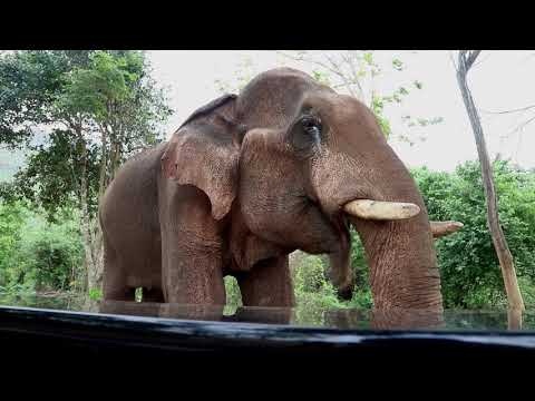 Puccini “Babbino Caro” on Piano for Bull Elephant with Storm Approaching - Puccini “Babbino Caro” on Piano for Bull Elephant with Storm Approaching