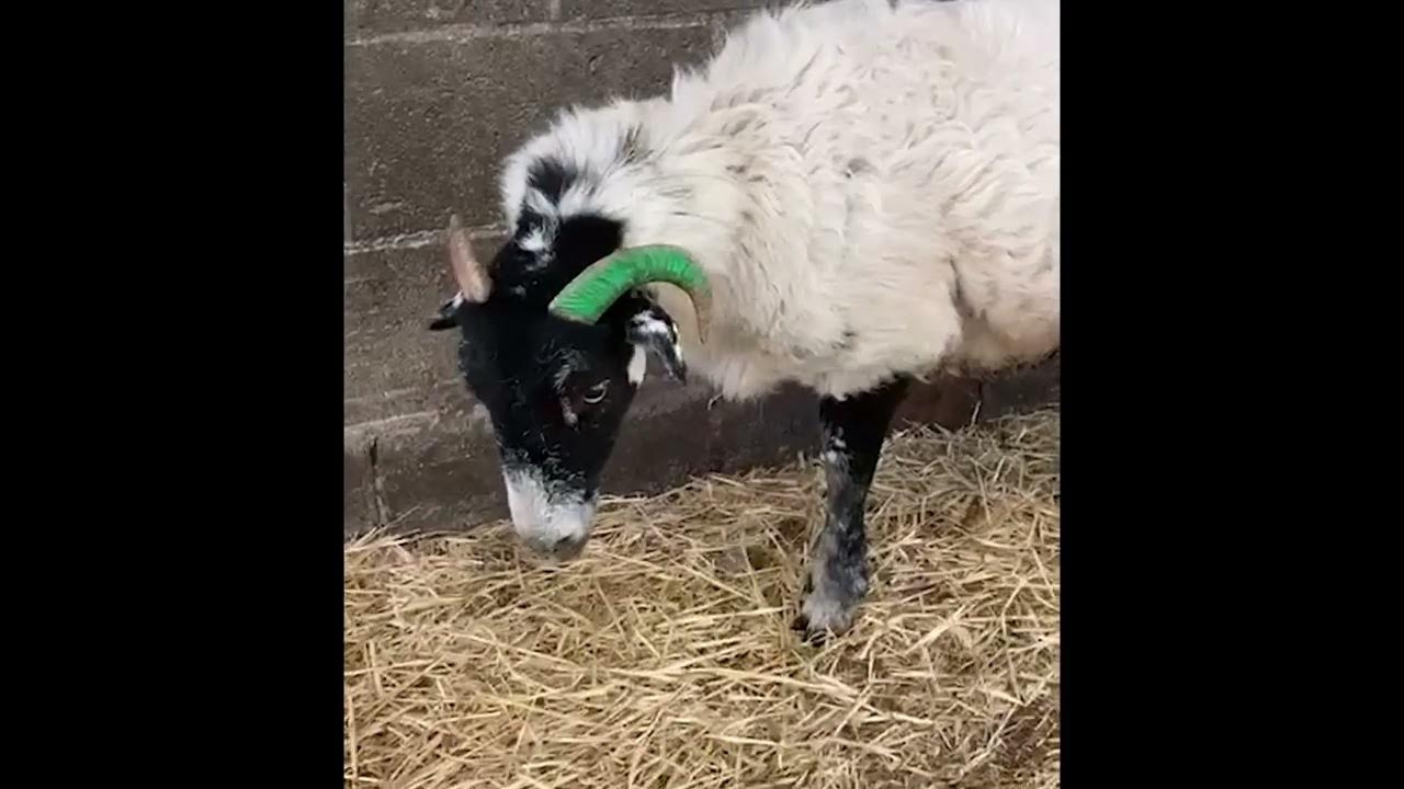 My Experience of Louping Ill