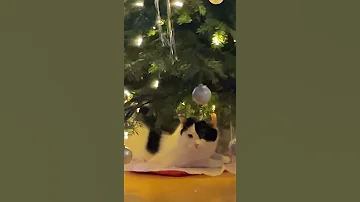 Süße Katze Wolke unter dem Weihnachtsbaum