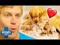 Most Adorable Puppies Being Born ❤️🐶 Bondi Vet Compilation