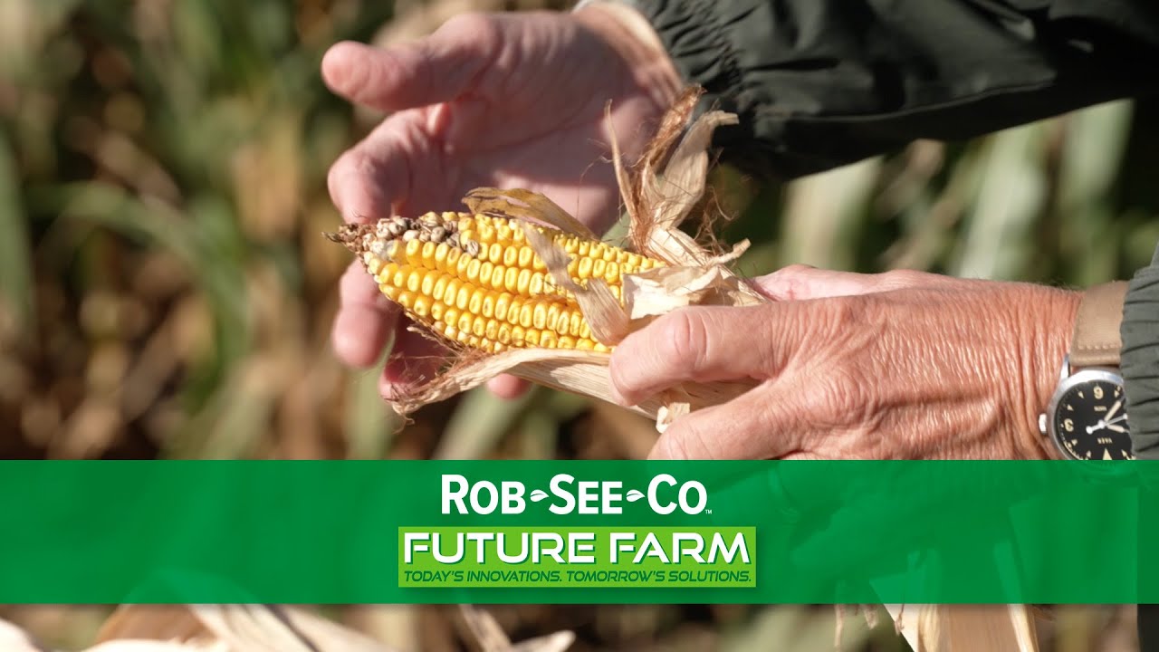 Corn Traits Explained:  Protection, Evolution, Rotation