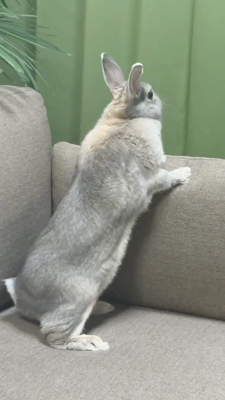 うさぎとたつ つかまり立ちを覚えたうさぎさん🐰#shorts - YouTube