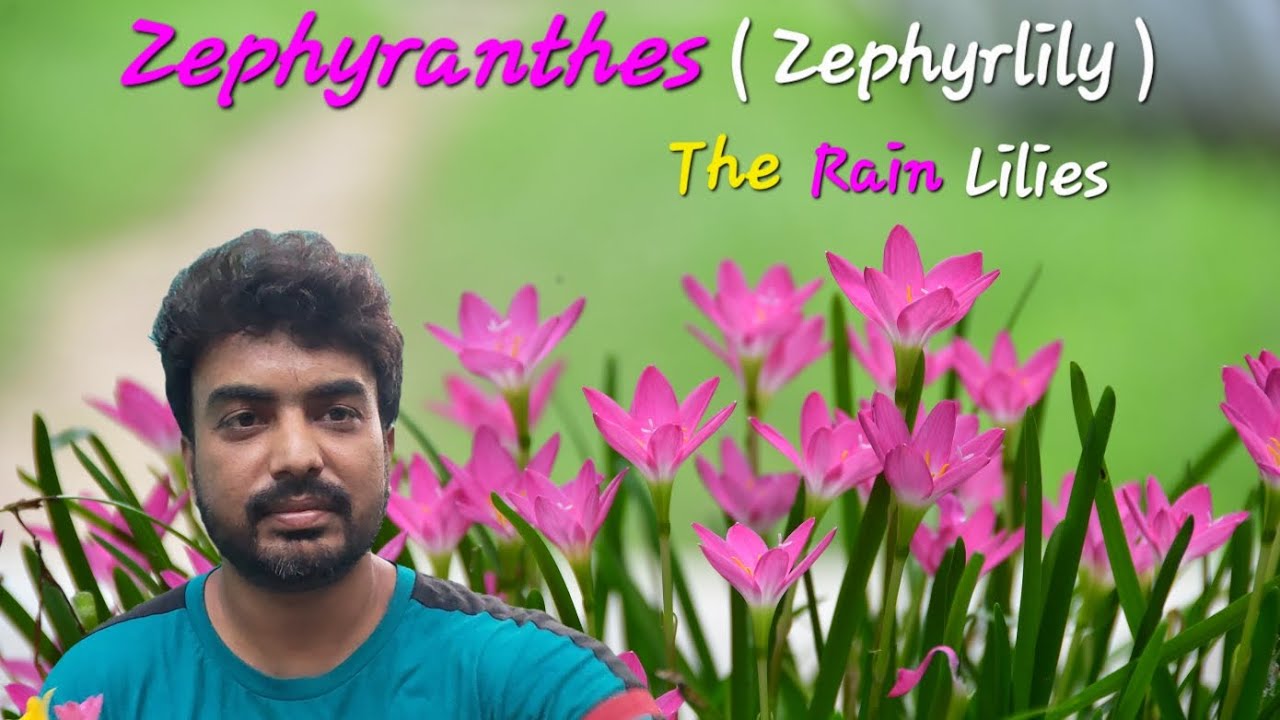 Zephyranthes (The Rain Lilies) 💐💐