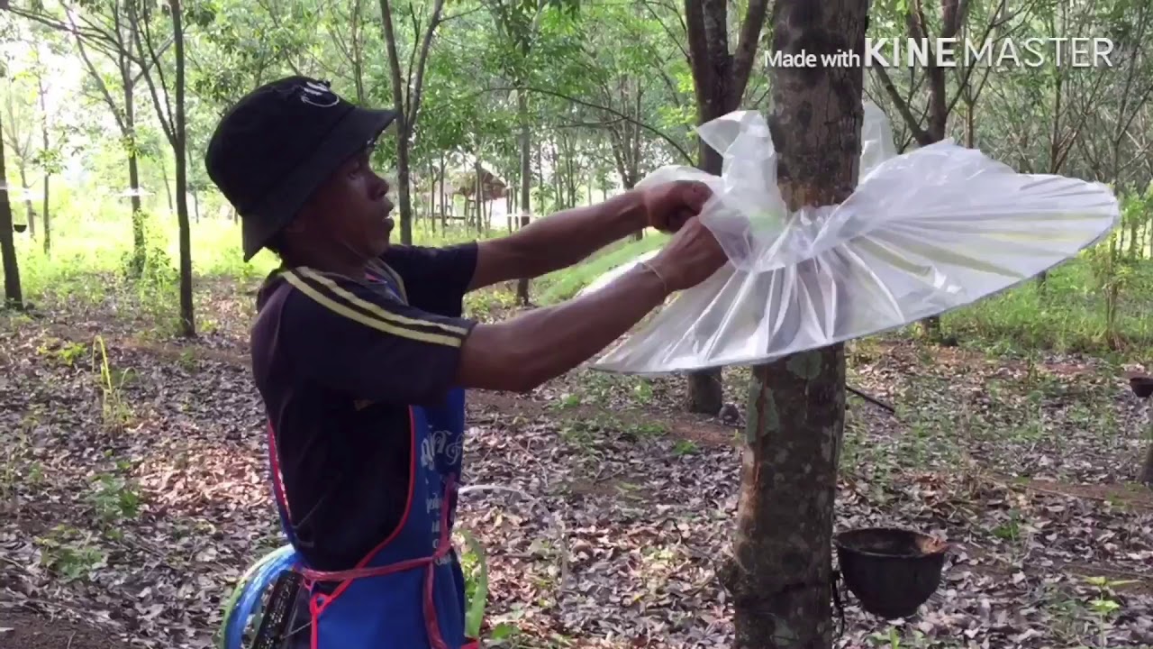 มาดูวิธีใส่หมวกต้นยางช่วงหน้าฝน