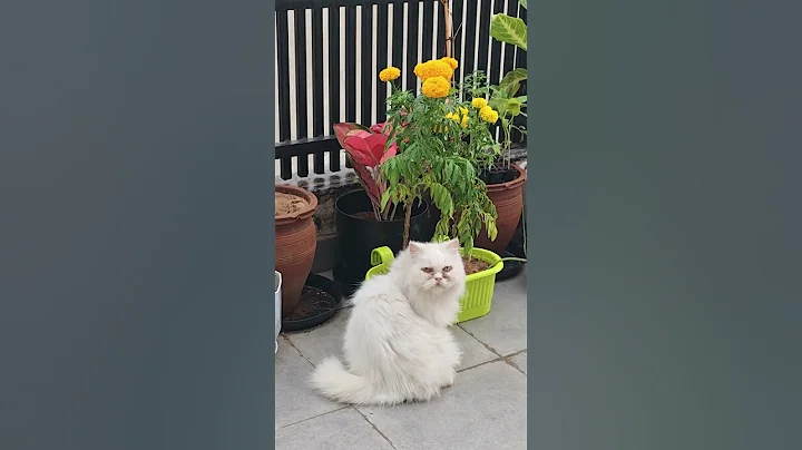 Video 11416291: persian cats kittens kitty, persian kitty cute cat, persian cat kitten white, persian cat kittens funny, snow white persian cat, garden kitten cat cute