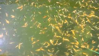 VID 20140720 163021