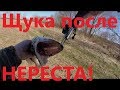 Как поймать щуку после нереста