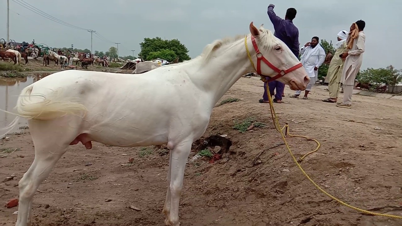 top white horse in Pakistan Punjab ke janwar YouTube