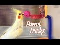 ALL MY BIRDS’ TRICKS! | Smart Birds Show Off Their Skills