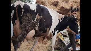 بقرةخليط هولشتاين عالي والدةنتايةتلقيح مونبليار ٤٠ك لبن cow holstein للبيع ت/٠١٠٠٦٨٦٠٤٨١و٠١٠٦٧٧٢١٦٠٠