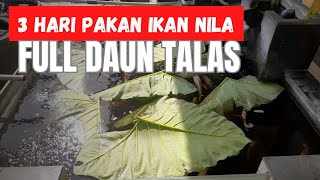 INILAH EFEKNYA⁉️ 3 HARI PAKAN IKAN NILA FULL  DAUN TALAS @vilafish
