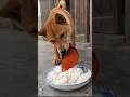 밥을 빼앗아먹는 닭을 혼내줄려고😅🐕🐓 고추가루를 가져온 강아지, Chicken stole its food… so the dog brought chili powder
